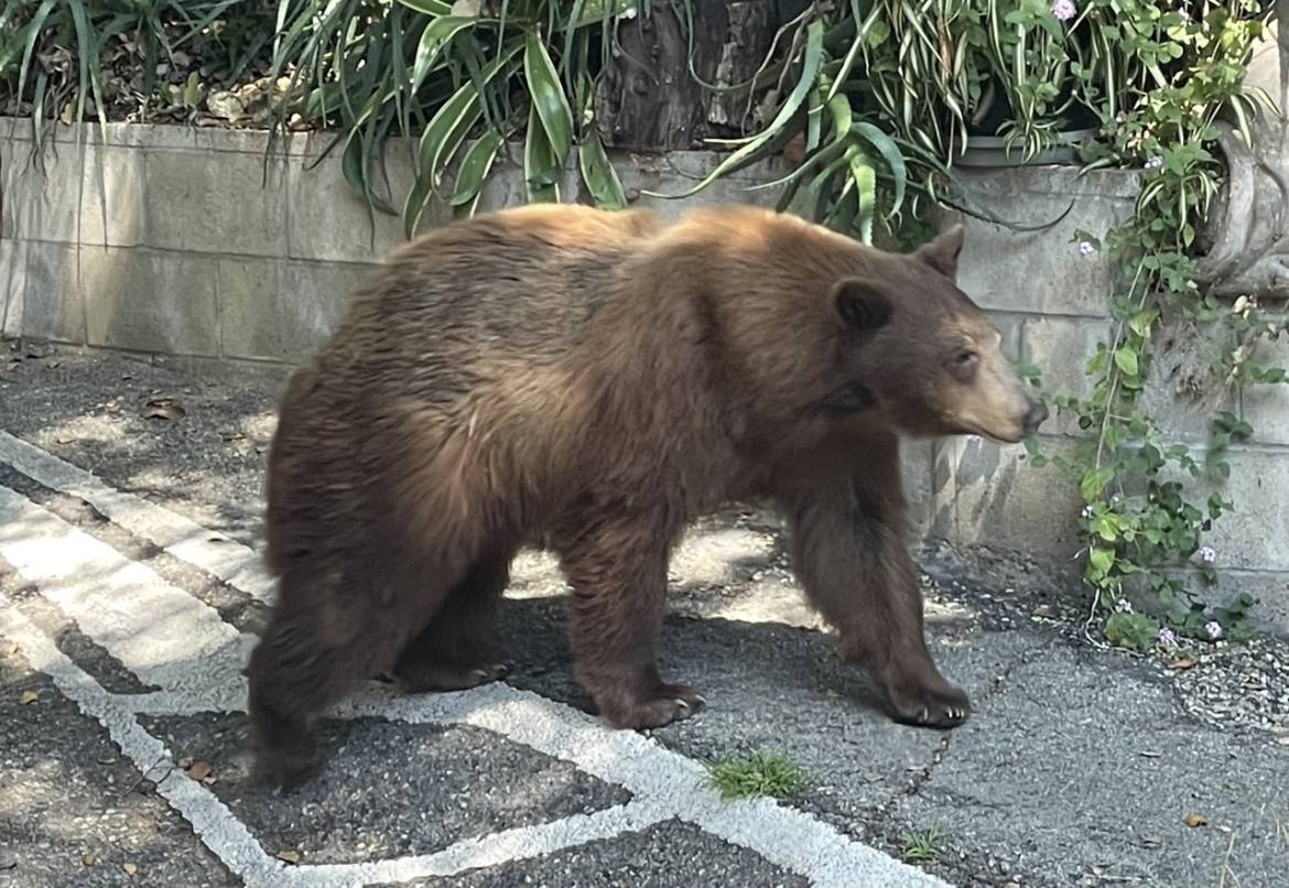 Nature-Friends-LA-Bear-SIerra-Madre-Large.jpeg